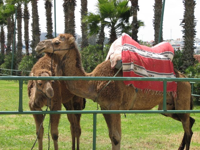 camels.jpg